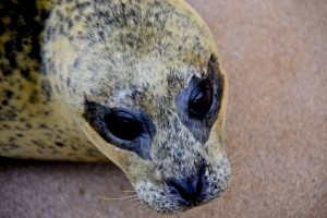 Harbour seal at DSW PIC Charli Corcoran