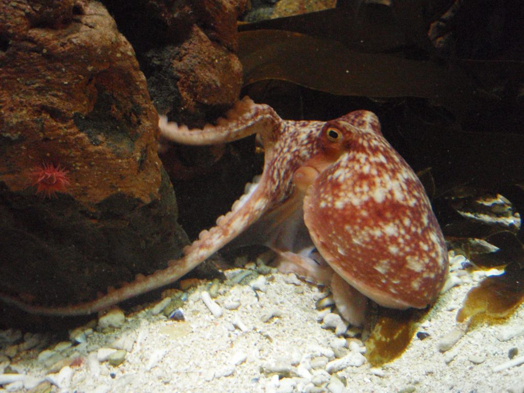 Deep Sea World Octopus’ Garden For New Arrival | Edinburgh 247 City Guide