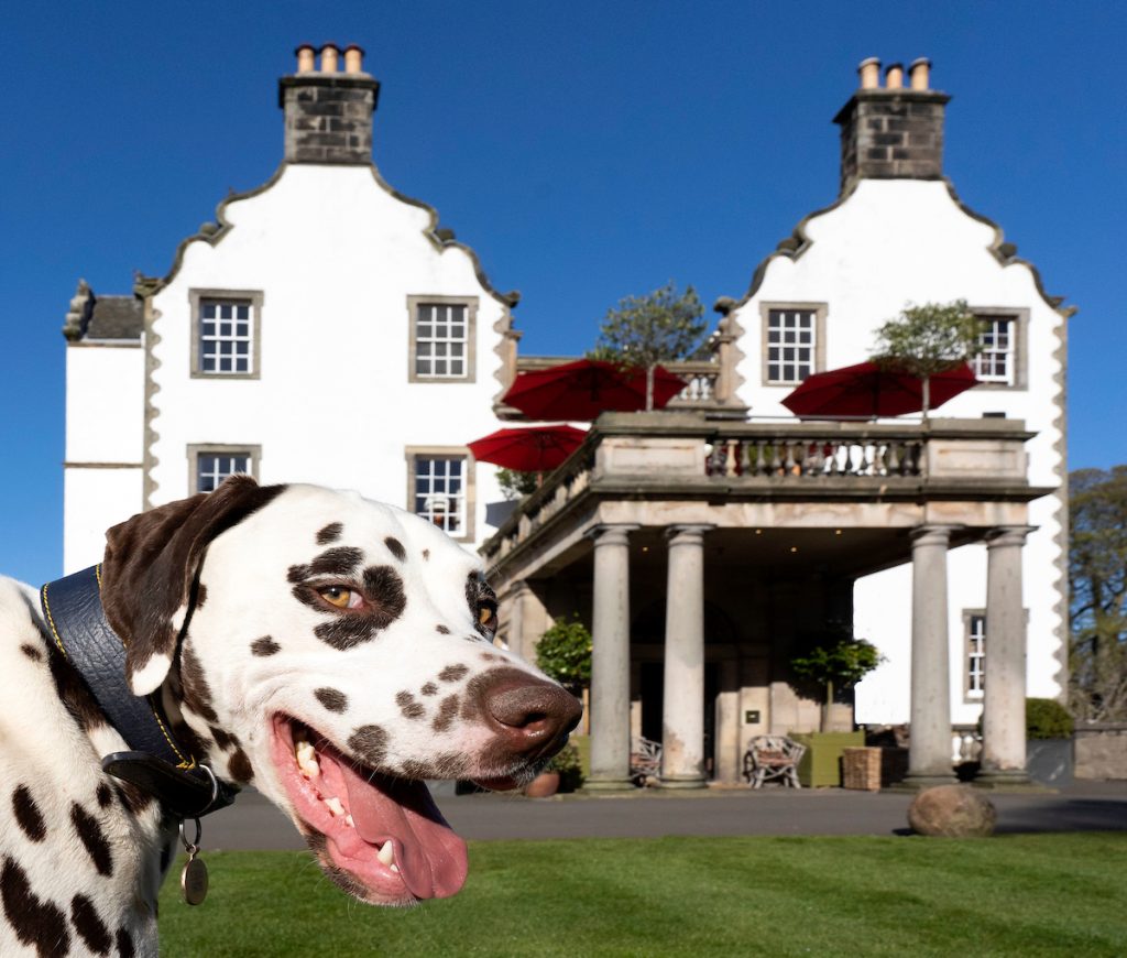 Scotland’s Top Dog Friendly Venues Edinburgh 247 City Guide